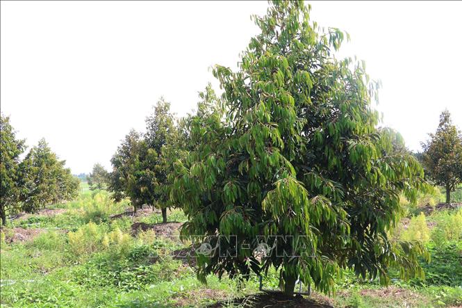 Giá nhiều loại nông sản chủ lực tại Đồng Tháp tăng trở lại- Ảnh 1.