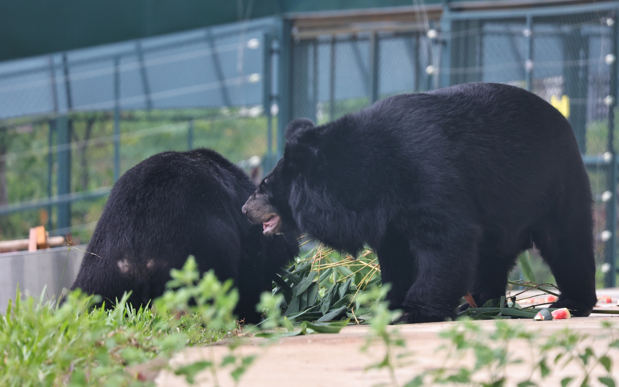 Trưởng thôn bị gấu rừng tấn công đã ổn định sức khoẻ- Ảnh 2. Trưởng thôn bị gấu rừng tấn công đã ổn định sức khoẻ- Ảnh 2.