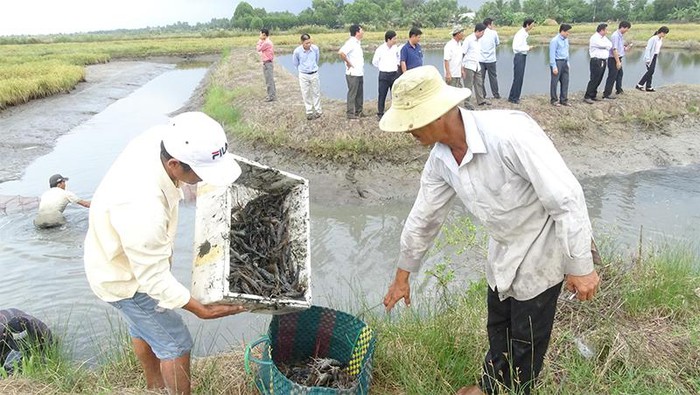 Nhiều cách làm hay giúp dân xóa đói, giảm nghèo ở Cà Mau- Ảnh 2.