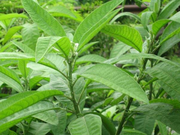 Chiết xuất từ cây đại bi tiền năng thay thế kháng sinh- Ảnh 2.