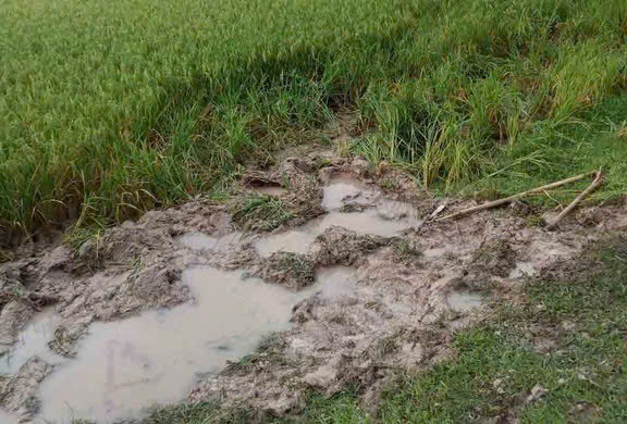 Nghệ An: Khó phát triển quần thể voi rừng- Ảnh 4.
