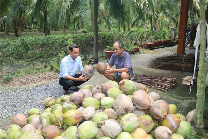 Dừa khô được giá mang lại lợi nhuận cao cho nông dân- Ảnh 1.
