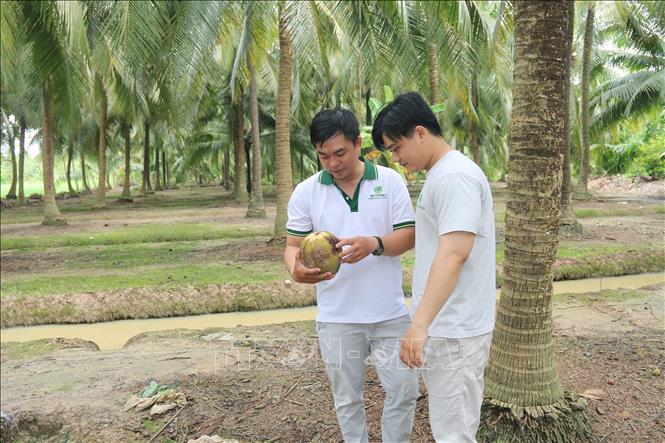 Dừa khô được giá mang lại lợi nhuận cao cho nông dân- Ảnh 2.