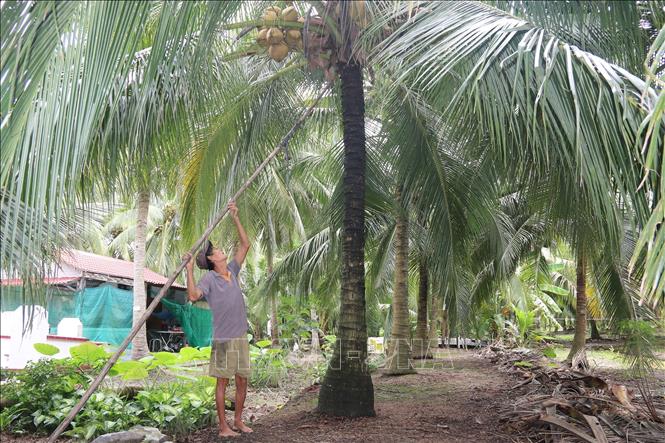 Dừa khô được giá mang lại lợi nhuận cao cho nông dân- Ảnh 3.