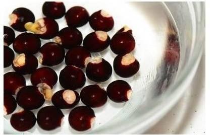 Cây nhãn trị những bệnh gì?- Ảnh 2.