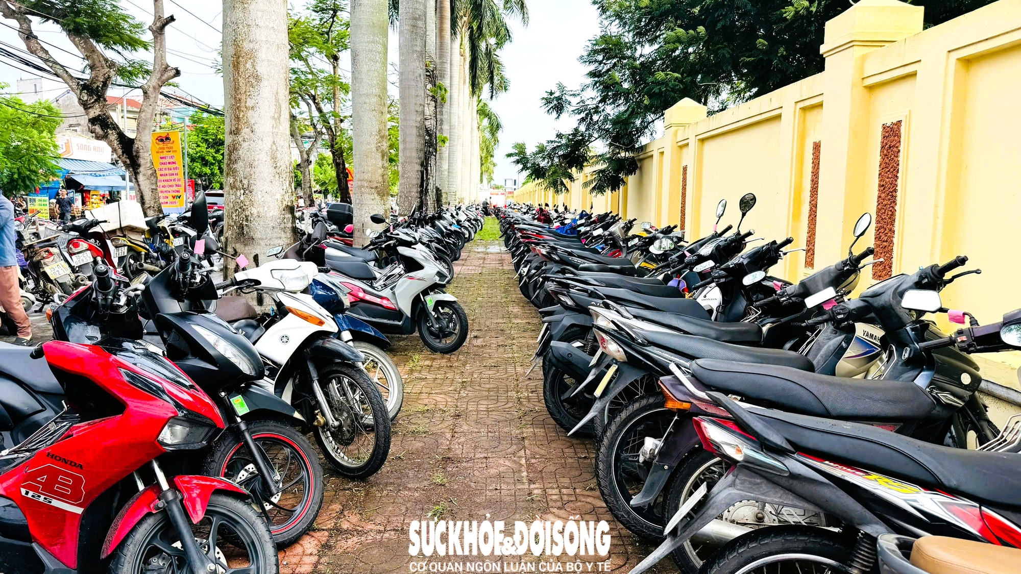 Giải mã sức hút Lễ hội chọi trâu Đồ Sơn - di sản văn hóa biển độc đáo- Ảnh 4. Giải mã sức hút Lễ hội chọi trâu Đồ Sơn - di sản văn hóa biển độc đáo- Ảnh 4.