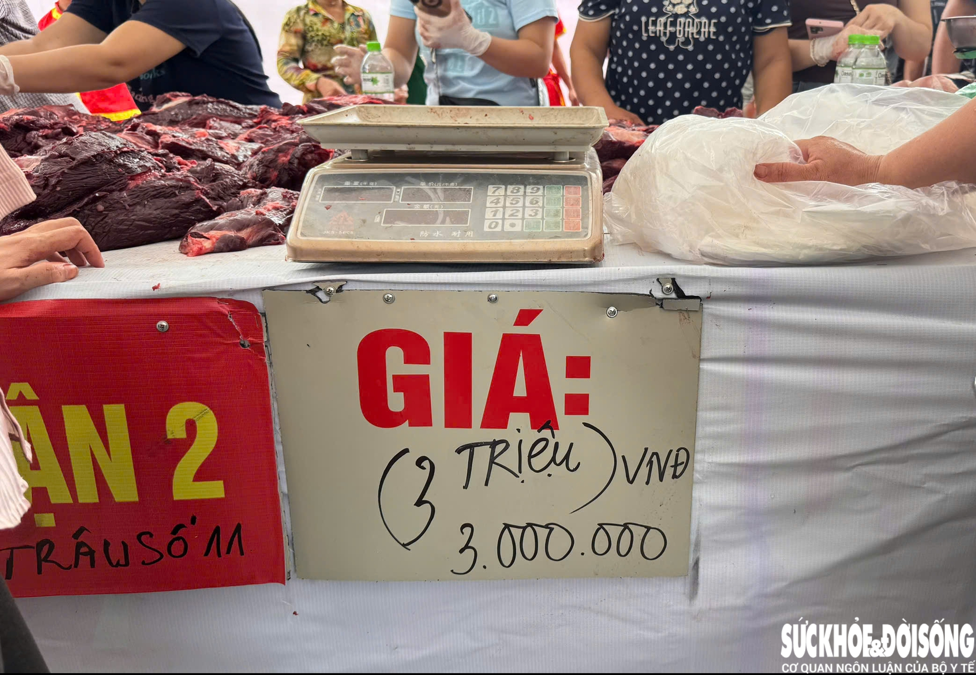 Giải mã sức hút Lễ hội chọi trâu Đồ Sơn - di sản văn hóa biển độc đáo- Ảnh 19. Giải mã sức hút Lễ hội chọi trâu Đồ Sơn - di sản văn hóa biển độc đáo- Ảnh 19.