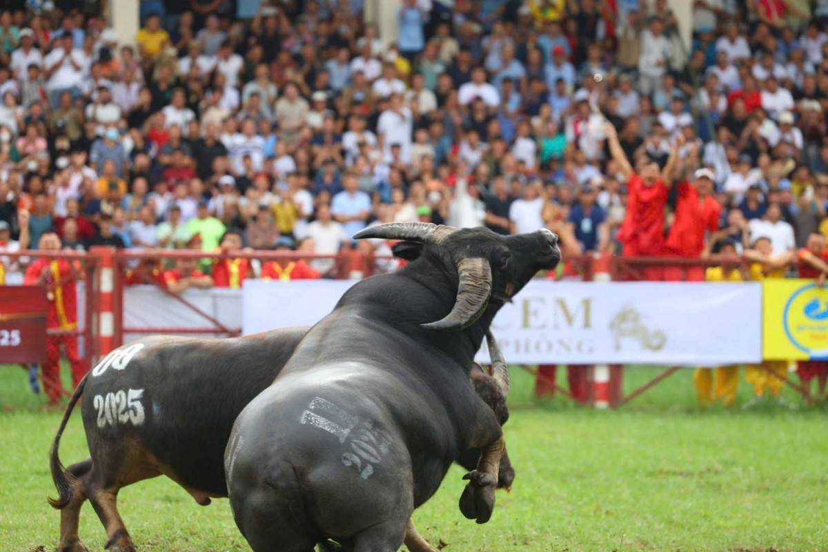 Giải mã sức hút Lễ hội chọi trâu Đồ Sơn - di sản văn hóa biển độc đáo- Ảnh 17. Giải mã sức hút Lễ hội chọi trâu Đồ Sơn - di sản văn hóa biển độc đáo- Ảnh 17.