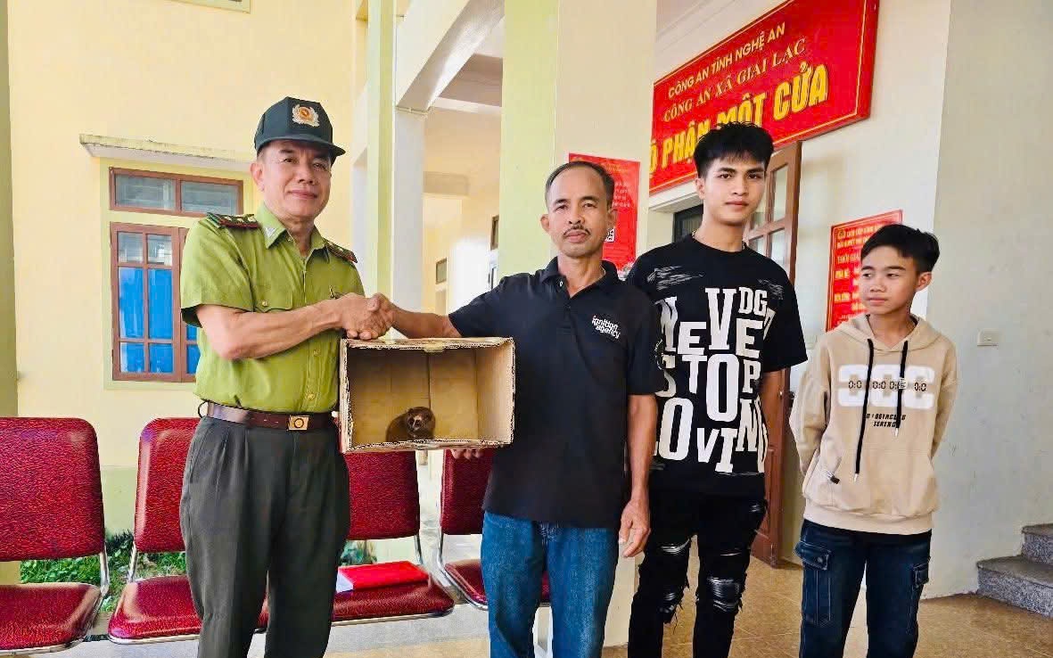 Người dân Nghệ An phát hiện cu li quý hiếm tại vườn nhà