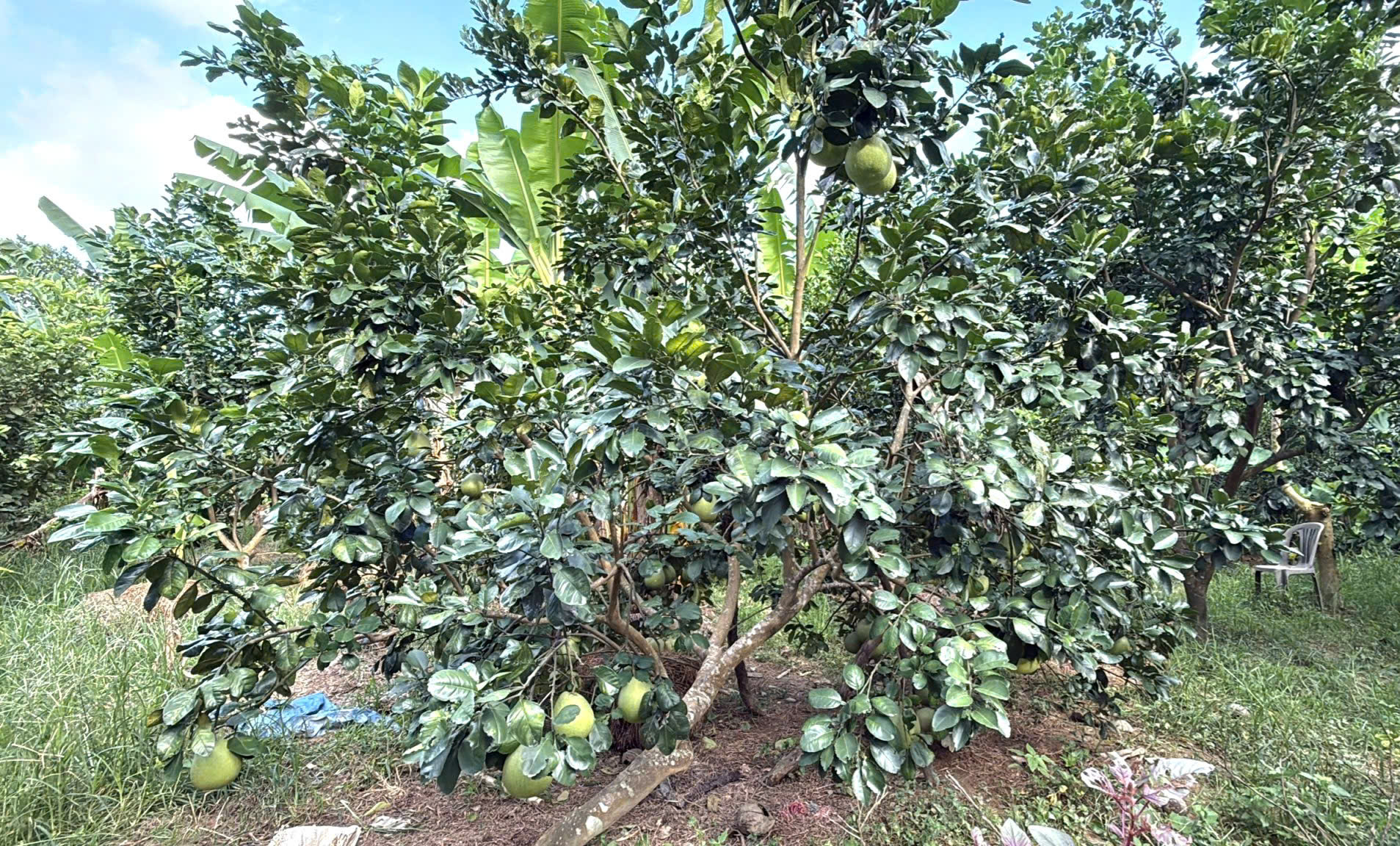 Đặc sản 'tiến vua' được mùa, nông dân phấn khởi, kỳ vọng chinh phục thị trường lớn- Ảnh 9.