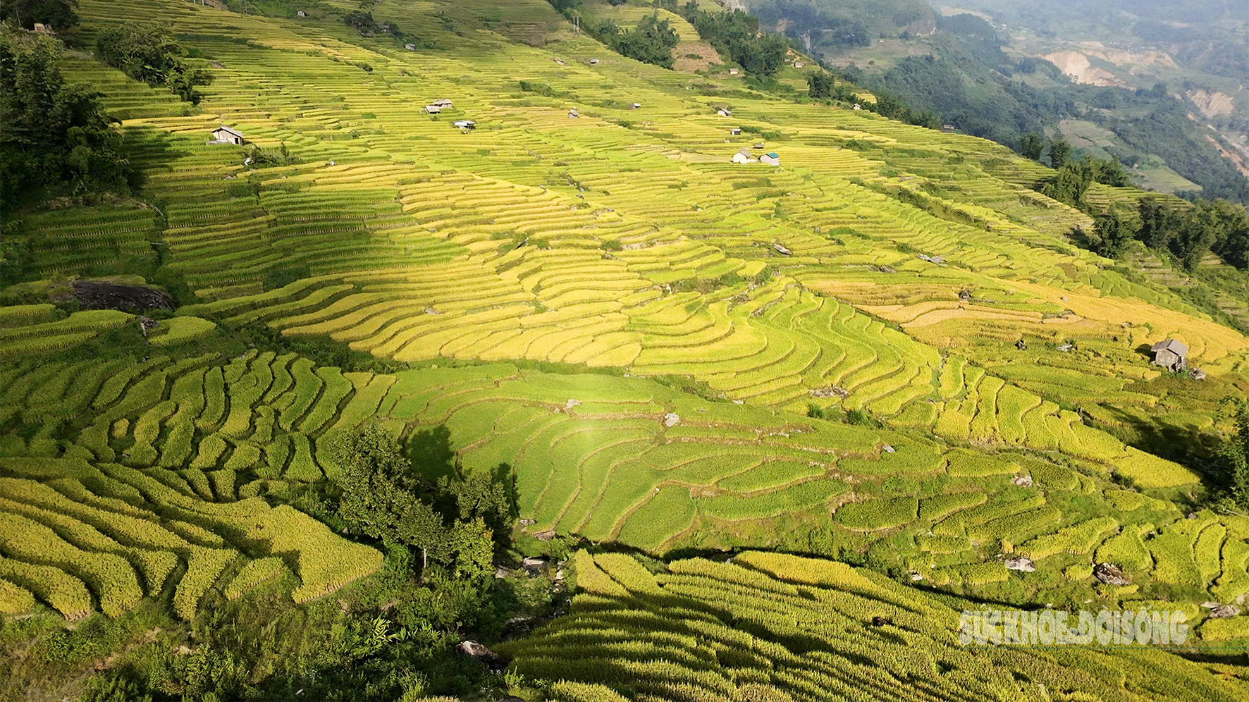 Mùa vàng Y Tý - Tuyệt tác thiên nhiên giữa đại ngàn Tây Bắc- Ảnh 7. Mùa vàng Y Tý - Tuyệt tác thiên nhiên giữa đại ngàn Tây Bắc- Ảnh 7.