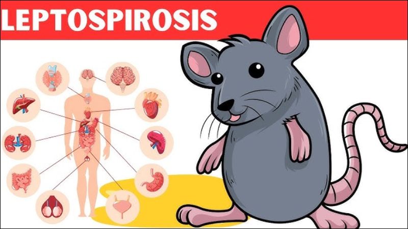 Thuốc trị bệnh do xoắn khuẩn Leptospira lây truyền qua chuột - Ảnh 3. Thuốc trị bệnh do xoắn khuẩn Leptospira lây truyền qua chuột - Ảnh 3.