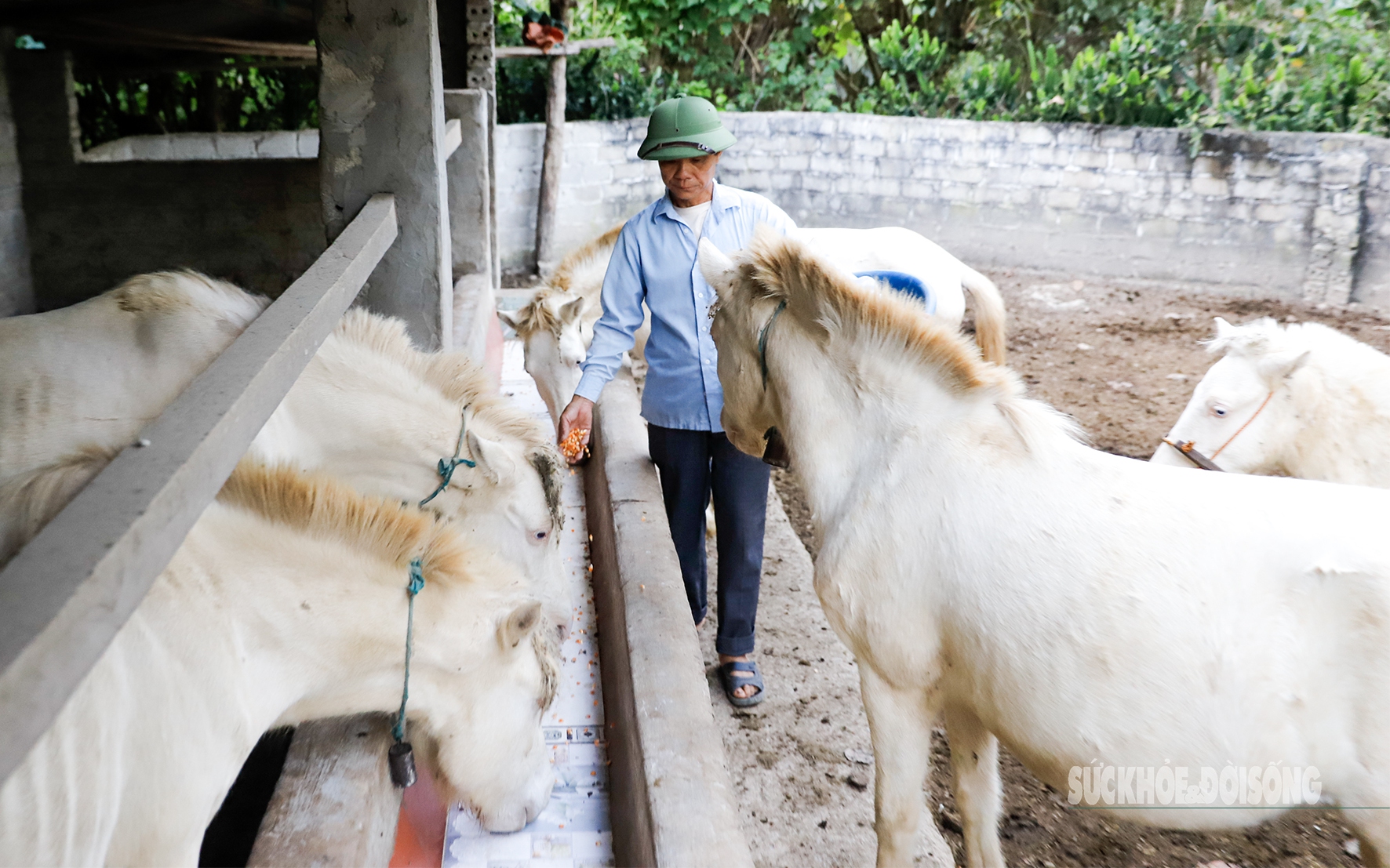Khúc gỗ quý hiếm được trả giá hơn 600 triệu đồng gia chủ chưa bán- Ảnh 3.