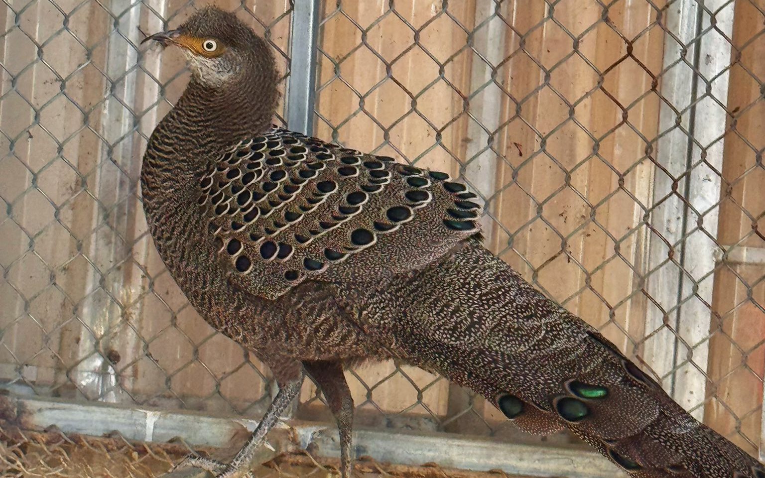 Phát hiện rùa quý hiếm nặng gần 7kg trong vườn, người dân tự nguyện giao nộp cơ quan chức năng- Ảnh 3.