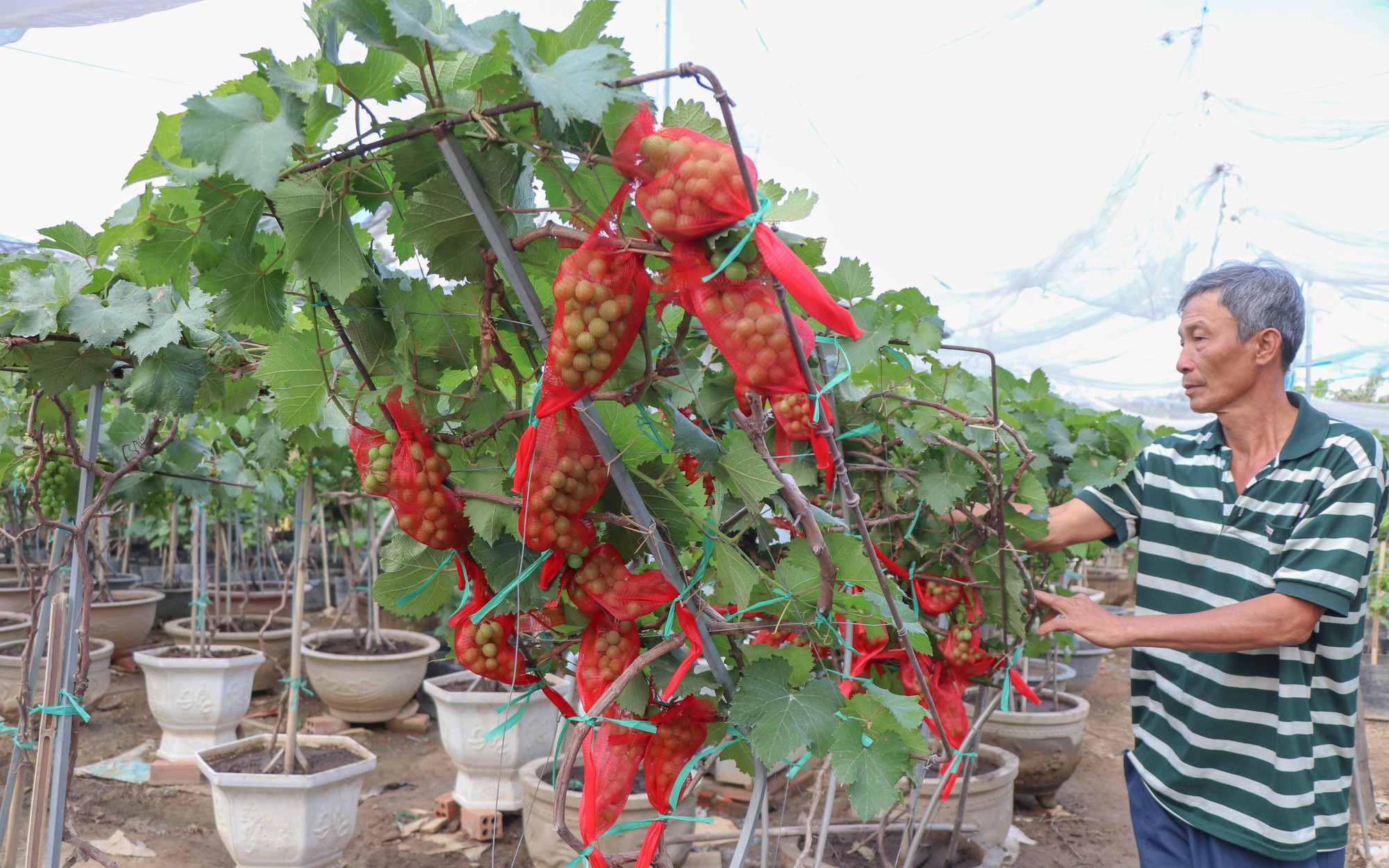 Độc đáo những linh vật ngựa đất nung chuẩn bị đón Tết Bính Ngọ 2026- Ảnh 8. Nông dân Khánh Hòa tất bật hồi sinh nho cảnh đón Tết Nguyên đán 2026