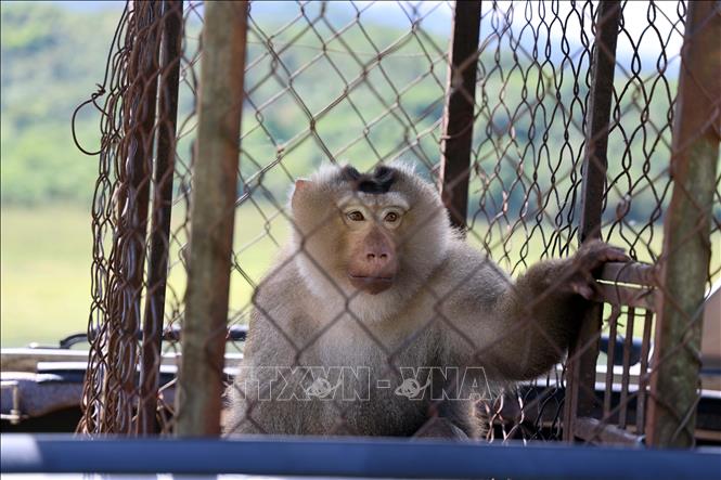 Cá thể đại bàng vừa được giao nộp, tái thả về rừng ở Huế quý hiếm thế nào?- Ảnh 3.
