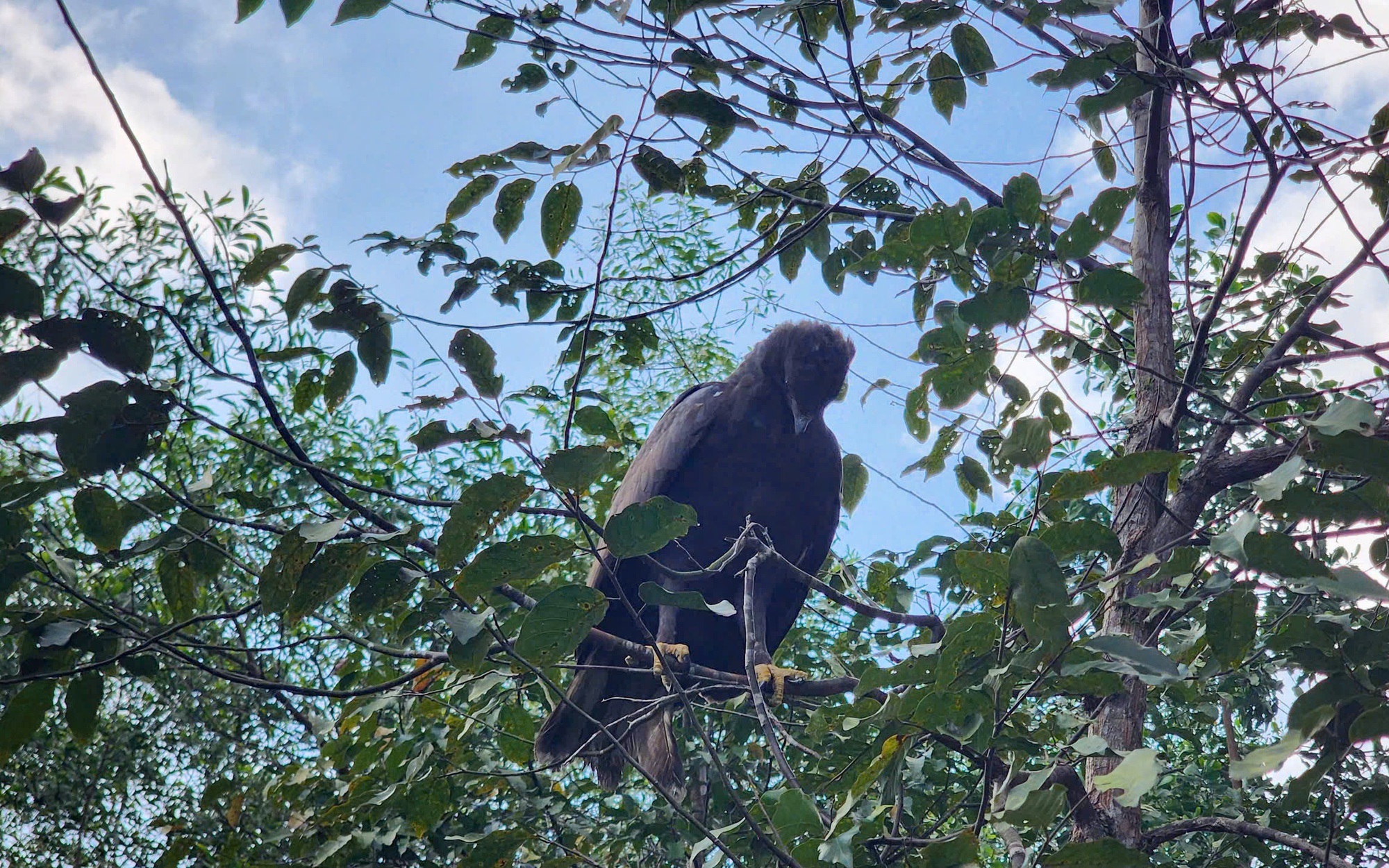 Người dân tự nguyện giao nộp loài gà nguy cấp, quý hiếm
- Ảnh 3.