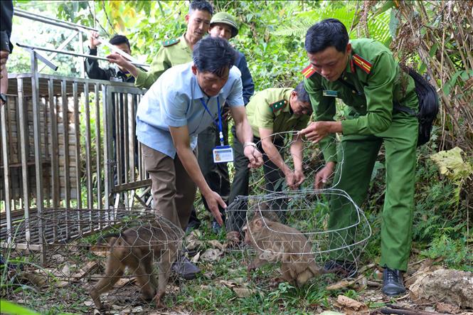 Thả hàng trăm động vật hoang dã về môi trường tự nhiên- Ảnh 2. Thả hàng trăm động vật hoang dã về môi trường tự nhiên- Ảnh 2.