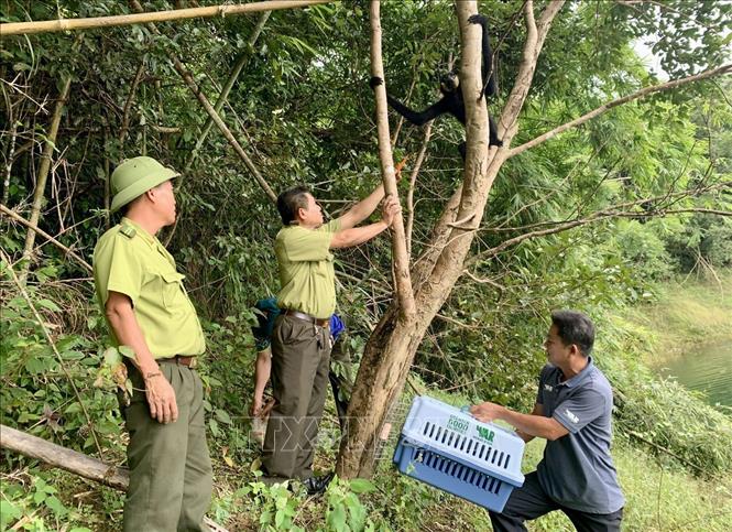 Thả hàng trăm động vật hoang dã về môi trường tự nhiên- Ảnh 4. Thả hàng trăm động vật hoang dã về môi trường tự nhiên- Ảnh 4.