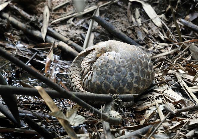 Thả hàng trăm động vật hoang dã về môi trường tự nhiên- Ảnh 6. Thả hàng trăm động vật hoang dã về môi trường tự nhiên- Ảnh 6.
