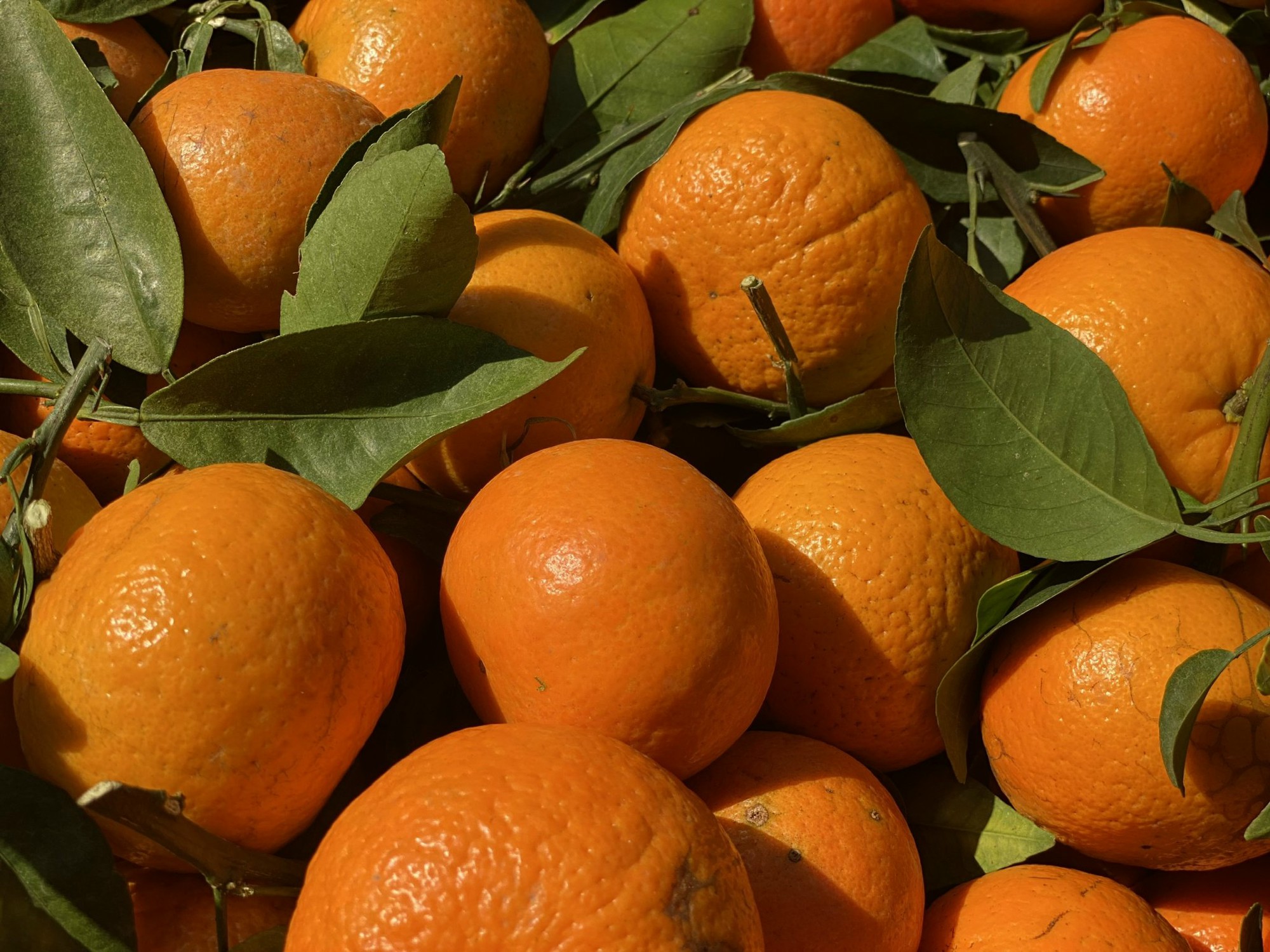 Tiểu thương “hé lộ” về nguồn gốc của một loại cam quen thuộc được người tiêu dùng Việt tiêu thụ mỗi ngày- Ảnh 3.