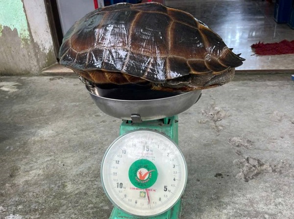 Phát hiện rùa quý hiếm nặng gần 7kg trong vườn, người dân tự nguyện giao nộp cơ quan chức năng- Ảnh 2.