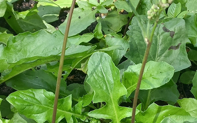 Từ 1/7, đối tượng nào phải kiểm dịch y tế tại cửa khẩu? - Ảnh 1.