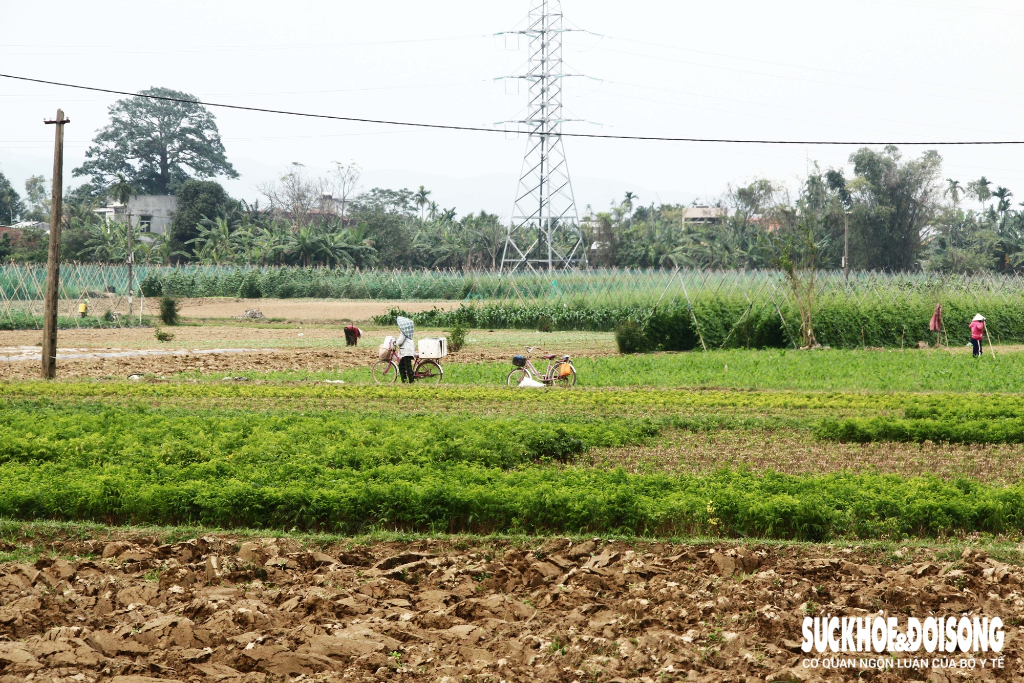 Những luống rau hồi sinh giữa vùng 'rốn lũ'- Ảnh 1. Những luống rau hồi sinh giữa vùng 'rốn lũ'- Ảnh 1.