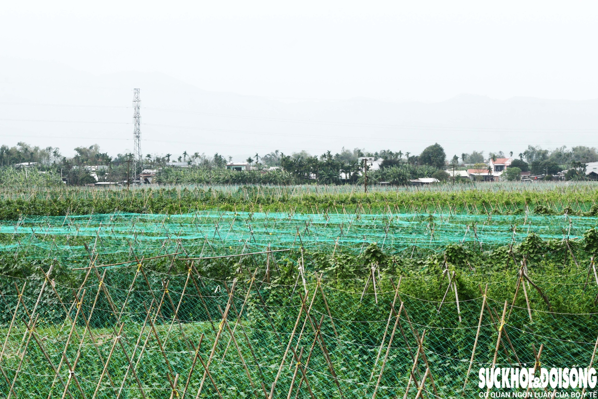 Những luống rau hồi sinh giữa vùng 'rốn lũ'- Ảnh 2. Những luống rau hồi sinh giữa vùng 'rốn lũ'- Ảnh 2.