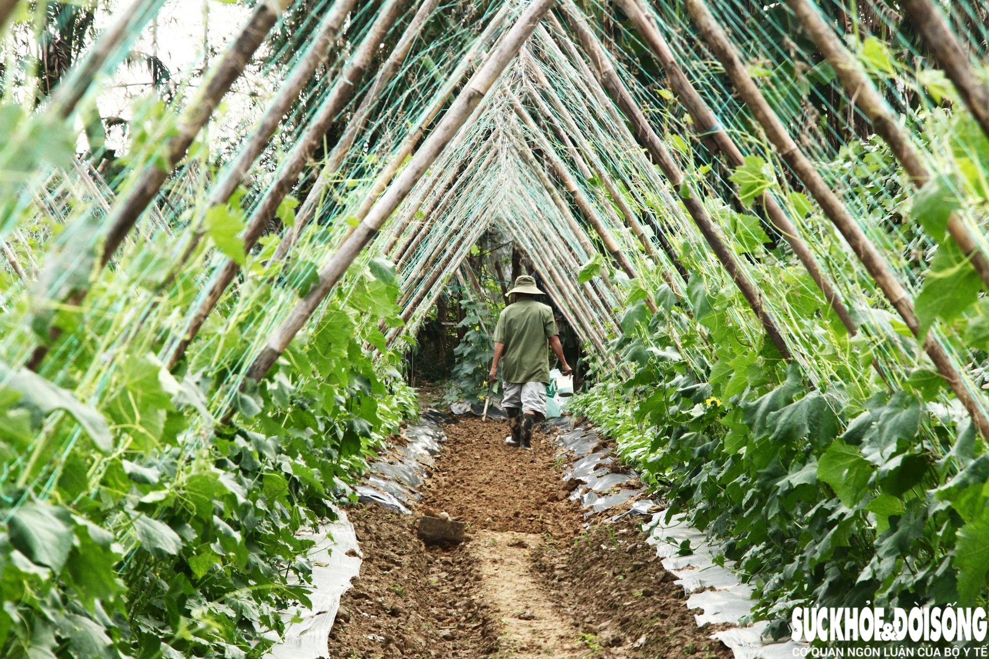 Những luống rau hồi sinh giữa vùng 'rốn lũ'- Ảnh 4. Những luống rau hồi sinh giữa vùng 'rốn lũ'- Ảnh 4.