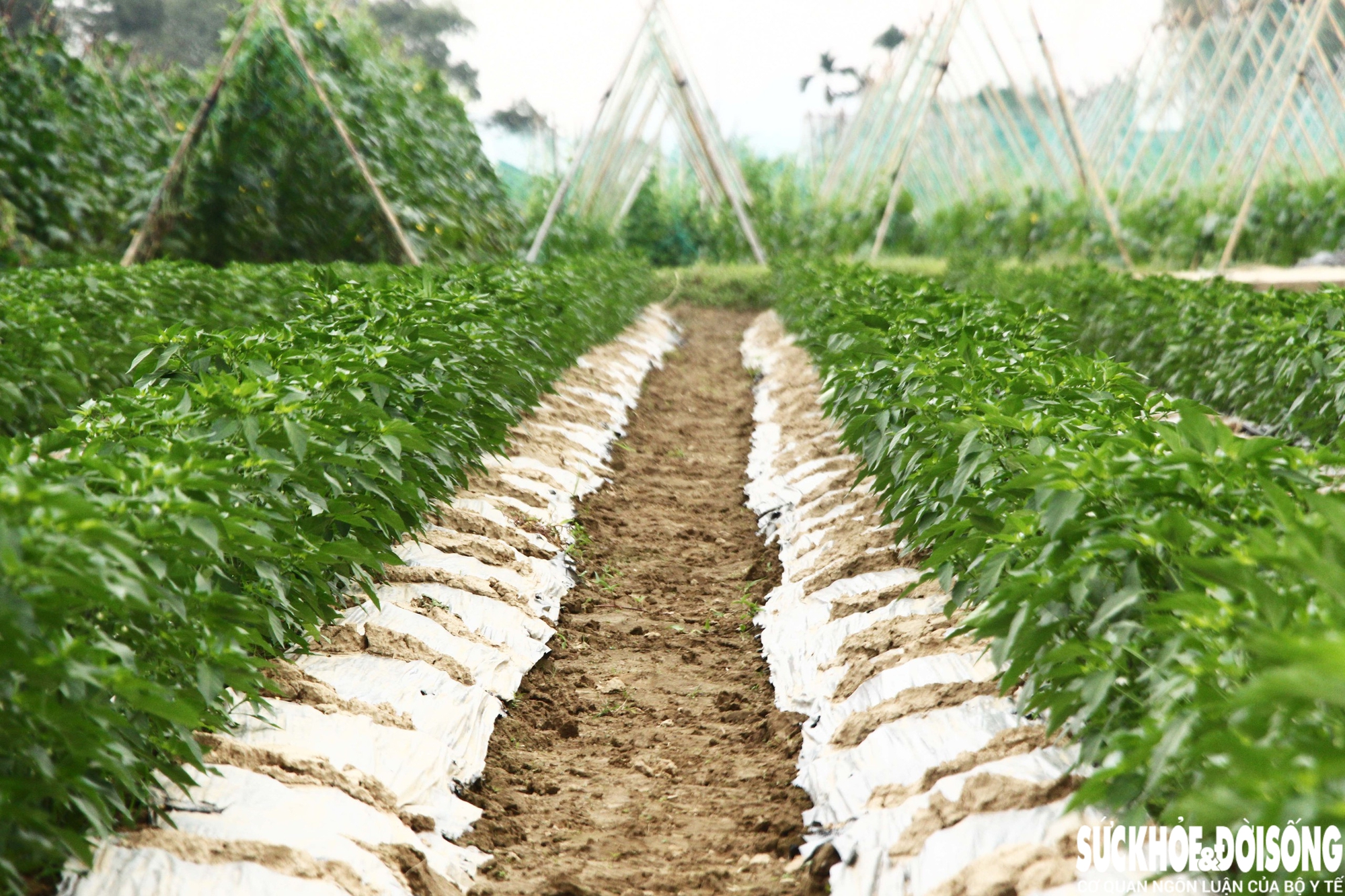 Những luống rau hồi sinh giữa vùng 'rốn lũ'- Ảnh 5. Những luống rau hồi sinh giữa vùng 'rốn lũ'- Ảnh 5.