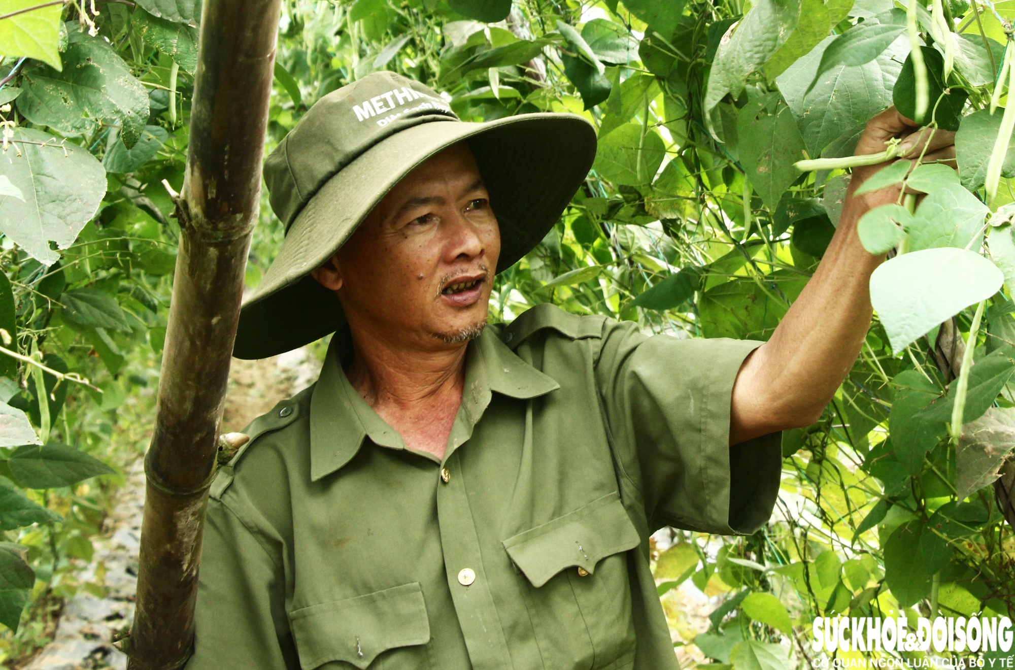 Những luống rau hồi sinh giữa vùng 'rốn lũ'- Ảnh 6. Những luống rau hồi sinh giữa vùng 'rốn lũ'- Ảnh 6.