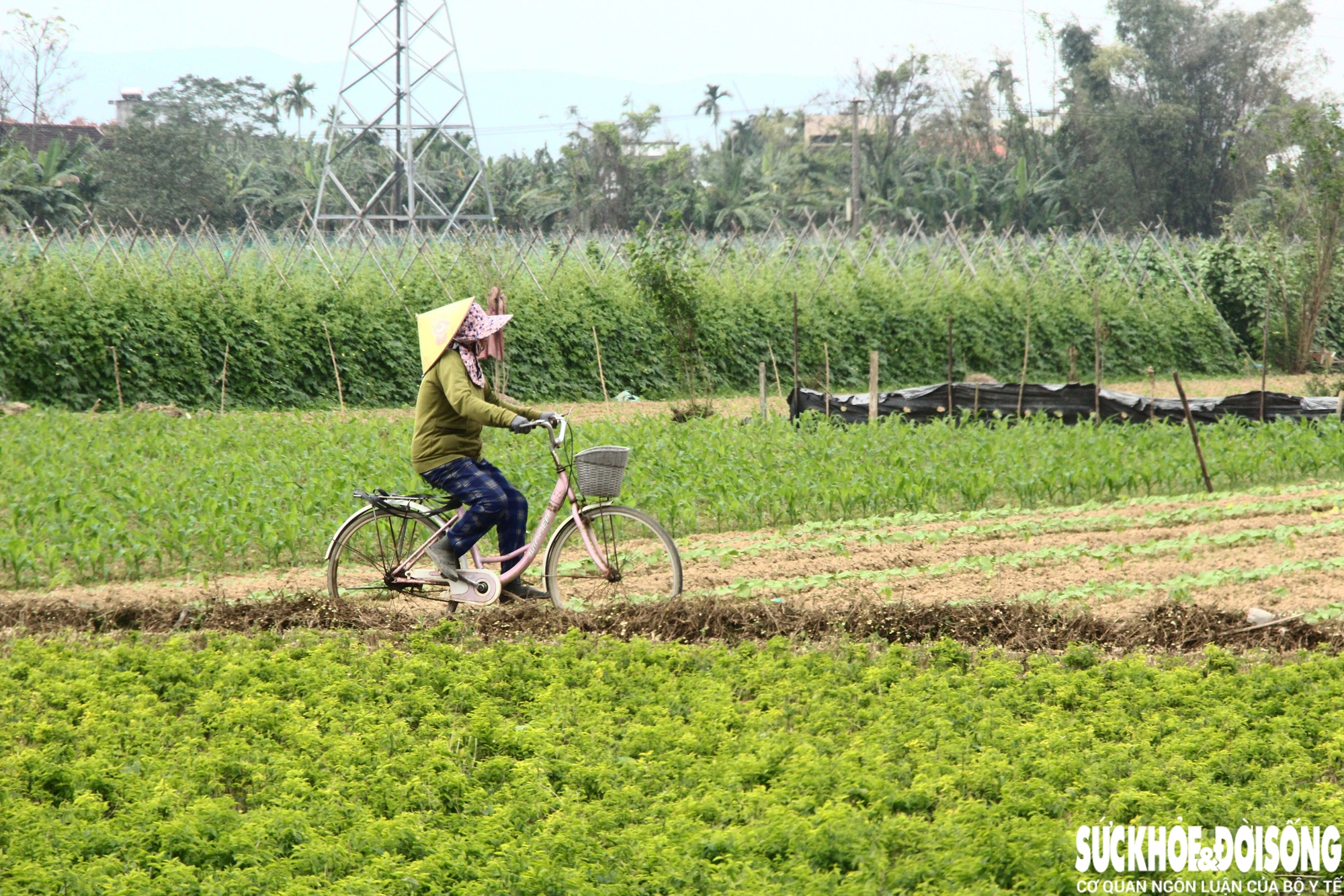 Những luống rau hồi sinh giữa vùng 'rốn lũ'- Ảnh 7. Những luống rau hồi sinh giữa vùng 'rốn lũ'- Ảnh 7.