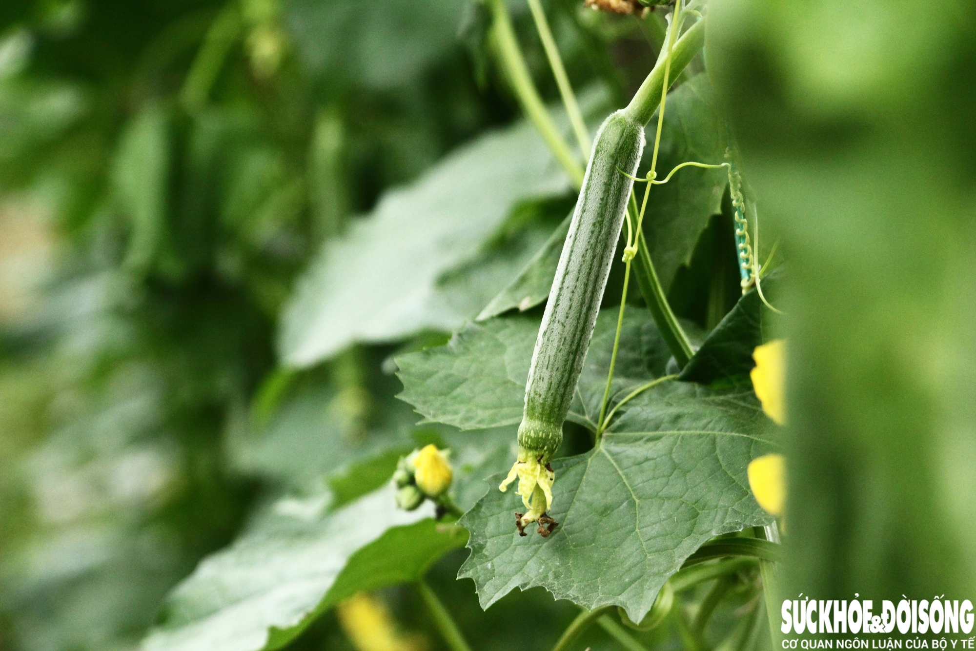 Những luống rau hồi sinh giữa vùng 'rốn lũ'- Ảnh 8. Những luống rau hồi sinh giữa vùng 'rốn lũ'- Ảnh 8.