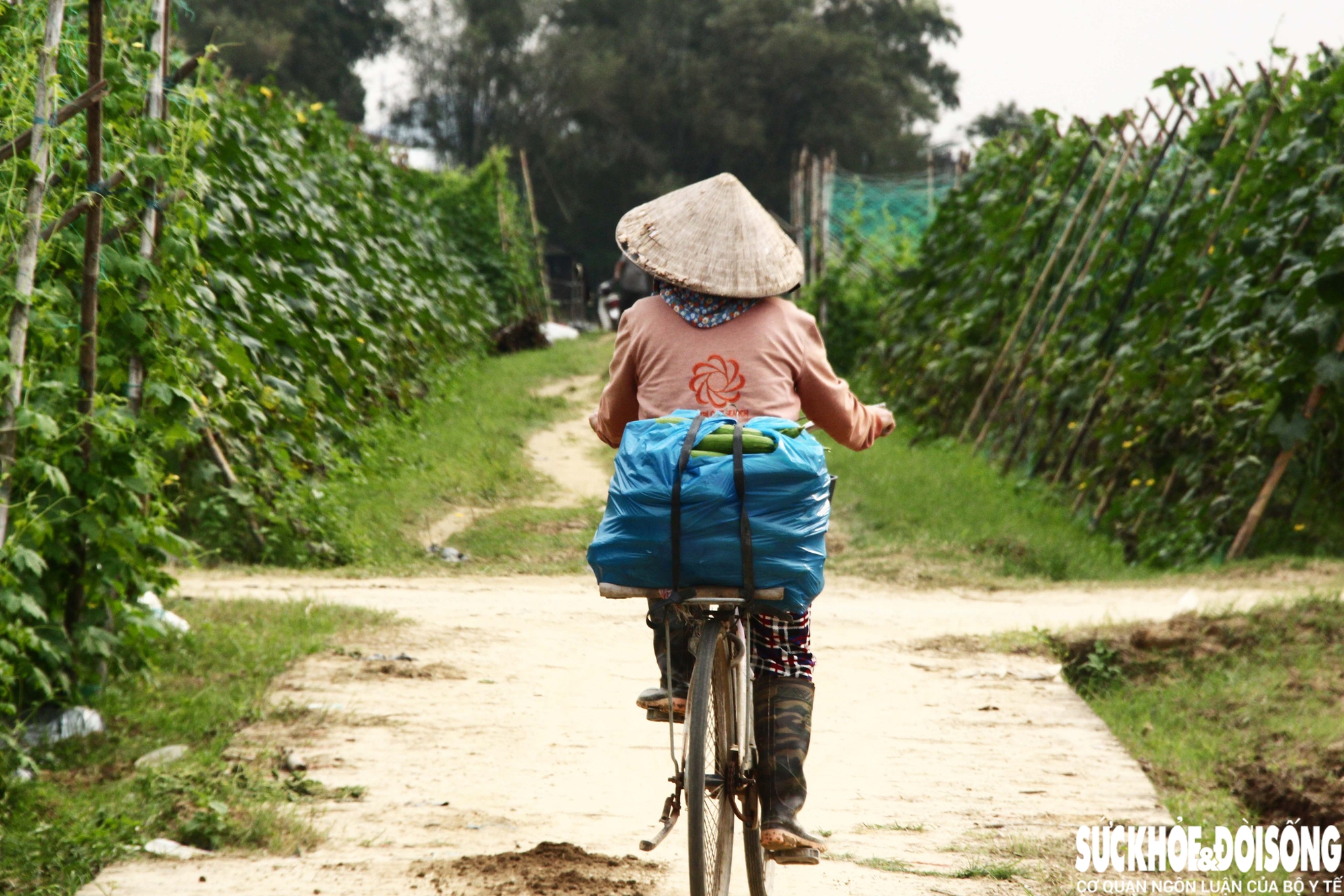 Những luống rau hồi sinh giữa vùng 'rốn lũ'- Ảnh 9. Những luống rau hồi sinh giữa vùng 'rốn lũ'- Ảnh 9.