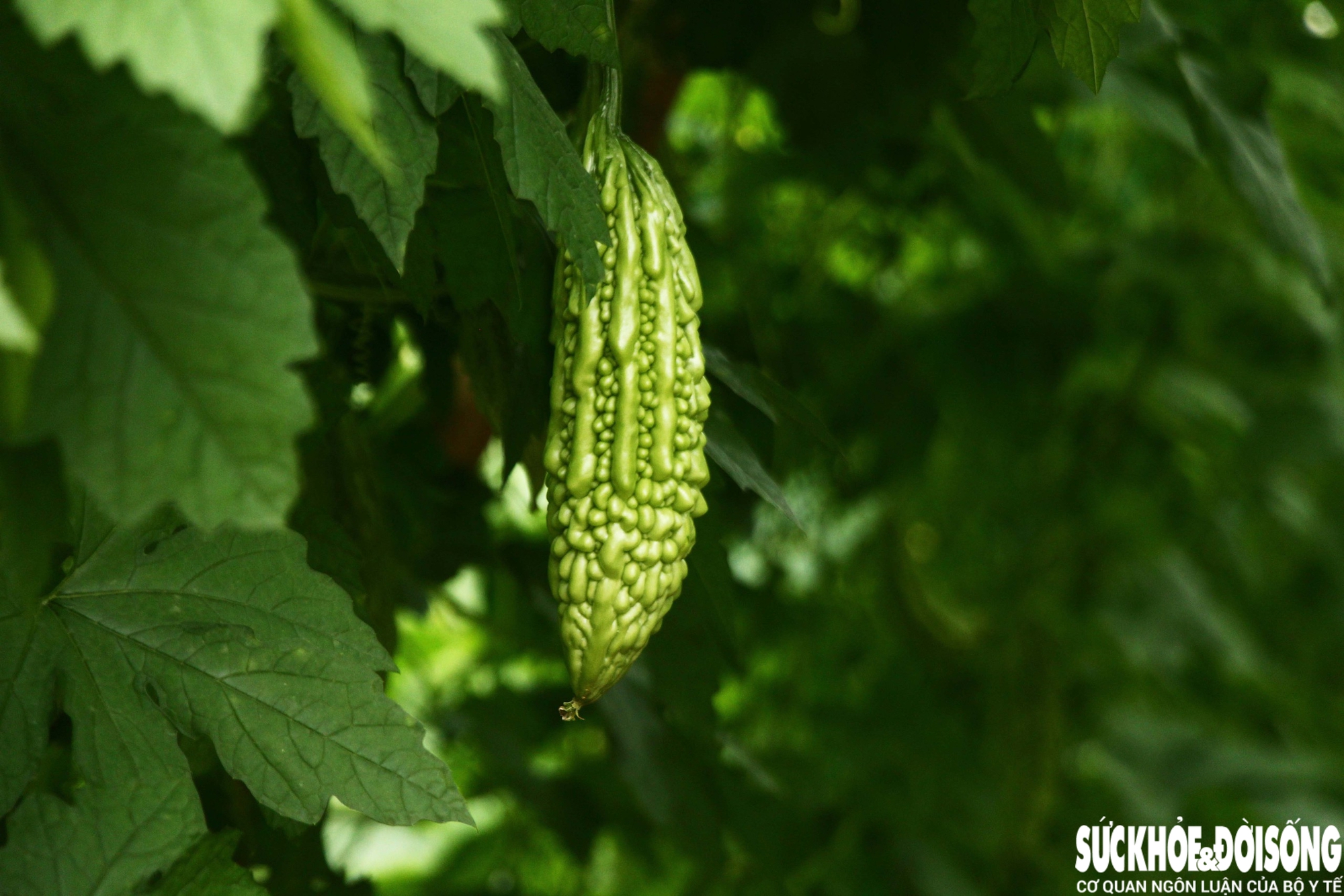 Những luống rau hồi sinh giữa vùng 'rốn lũ'- Ảnh 10. Những luống rau hồi sinh giữa vùng 'rốn lũ'- Ảnh 10.