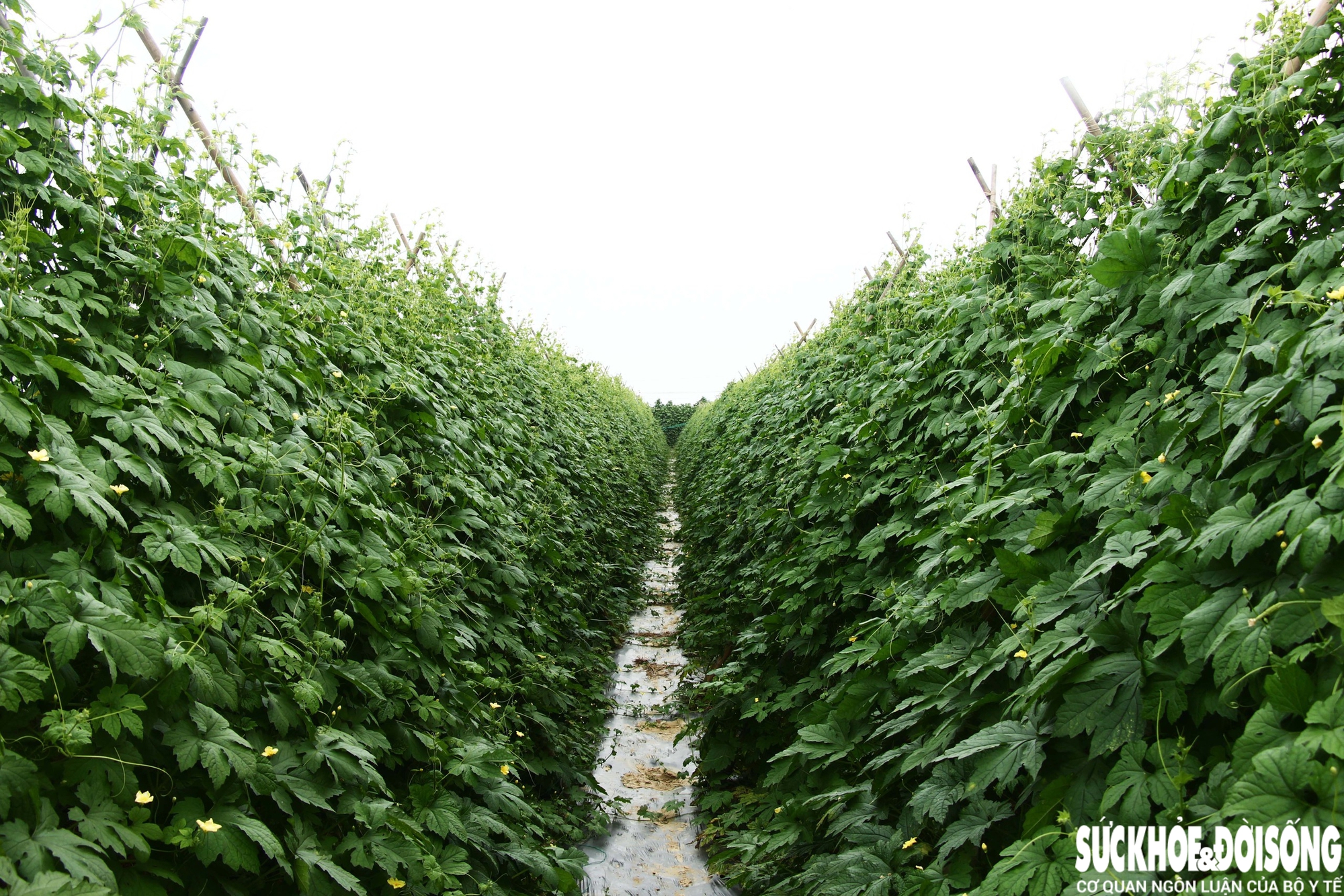 Những luống rau hồi sinh giữa vùng 'rốn lũ'- Ảnh 11. Những luống rau hồi sinh giữa vùng 'rốn lũ'- Ảnh 11.