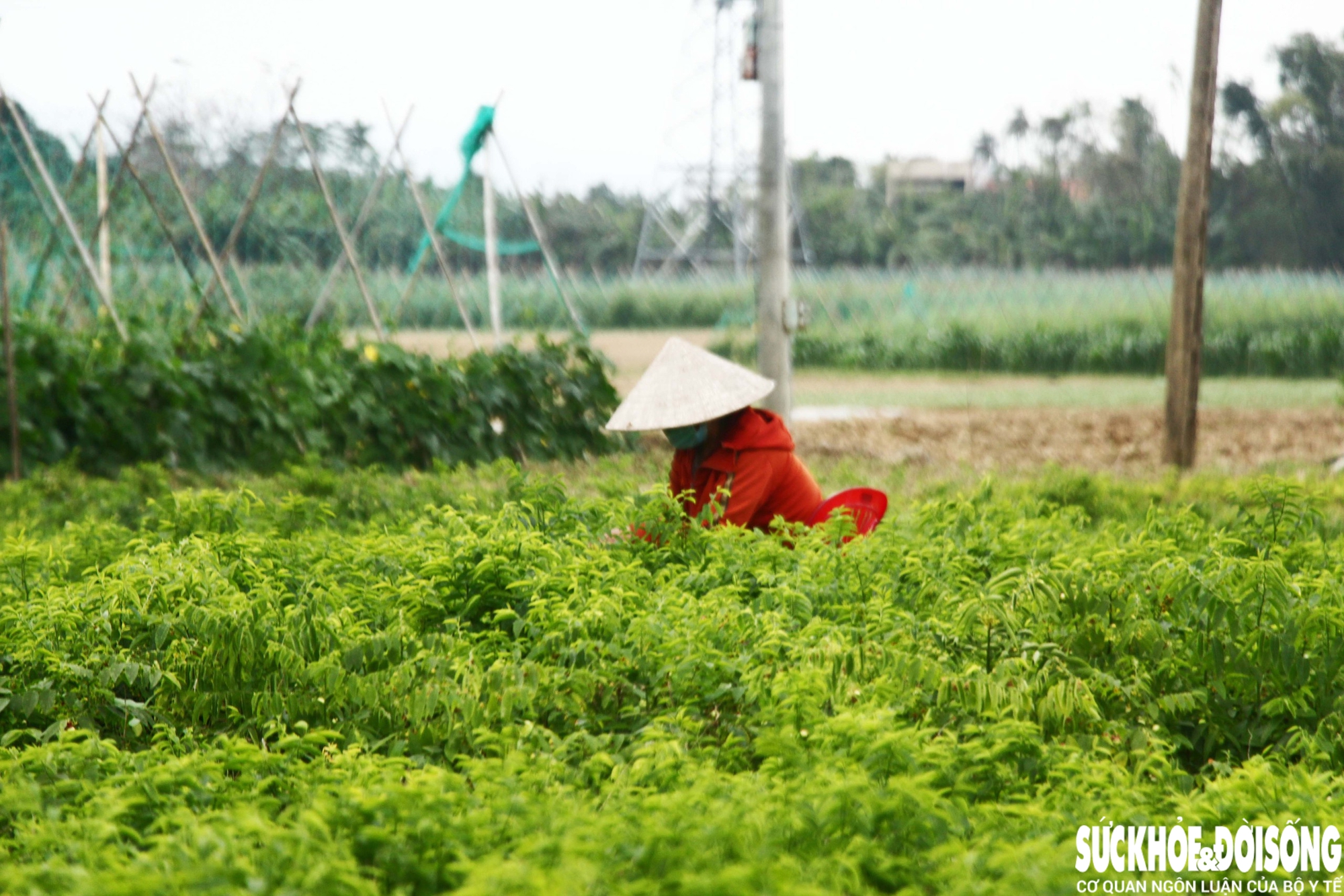 Những luống rau hồi sinh giữa vùng 'rốn lũ'- Ảnh 12. Những luống rau hồi sinh giữa vùng 'rốn lũ'- Ảnh 12.