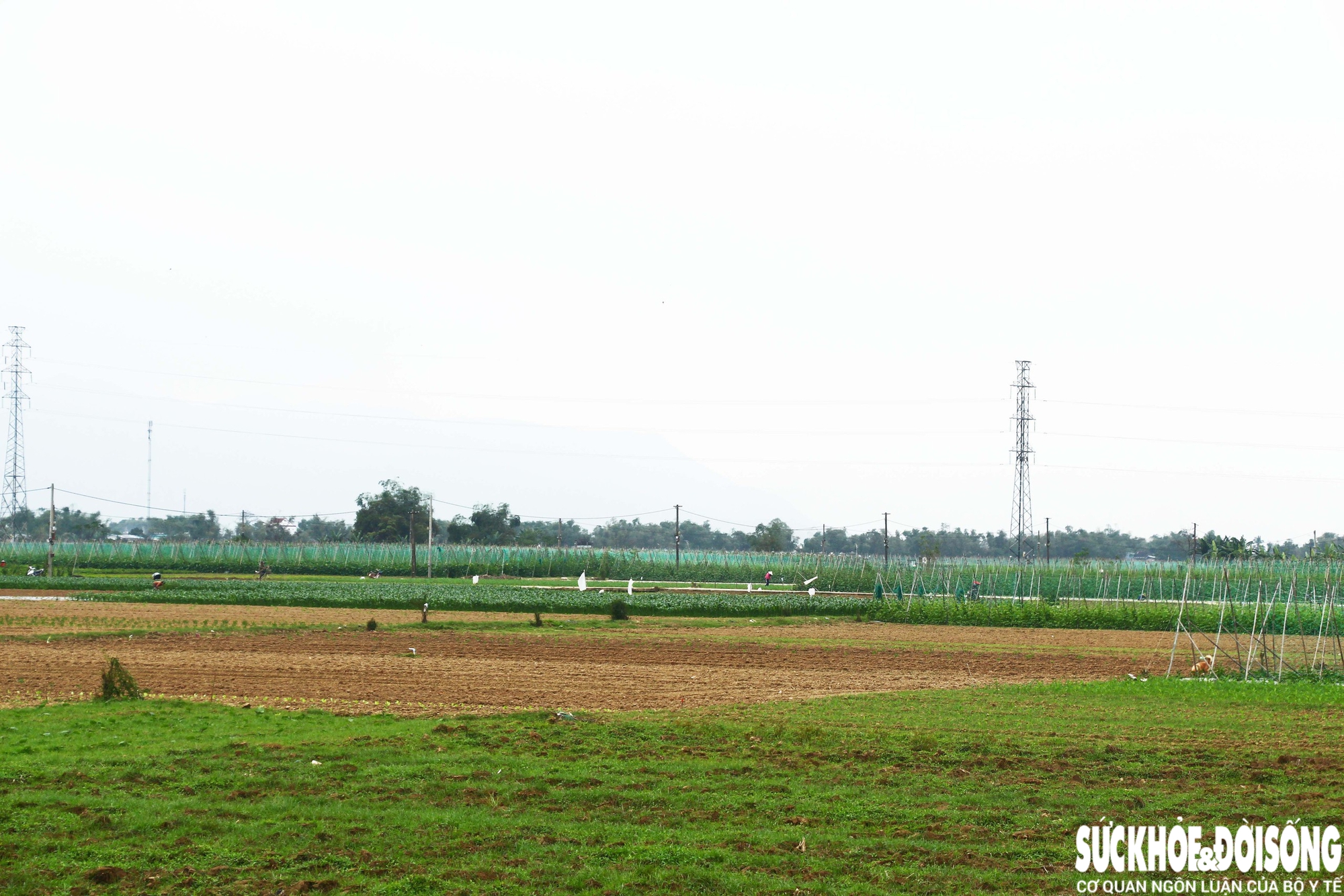 Những luống rau hồi sinh giữa vùng 'rốn lũ'- Ảnh 13. Những luống rau hồi sinh giữa vùng 'rốn lũ'- Ảnh 13.