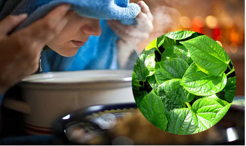 Cách dùng lá lốt giảm triệu chứng viêm xoang hiệu quả- Ảnh 3.