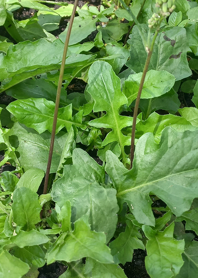 Loài rau mọc hoang như cỏ dại nhưng lại có tác dụng quý chữa bệnh- Ảnh 1.