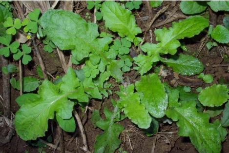 Loài rau mọc hoang như cỏ dại nhưng lại có tác dụng quý chữa bệnh- Ảnh 3.