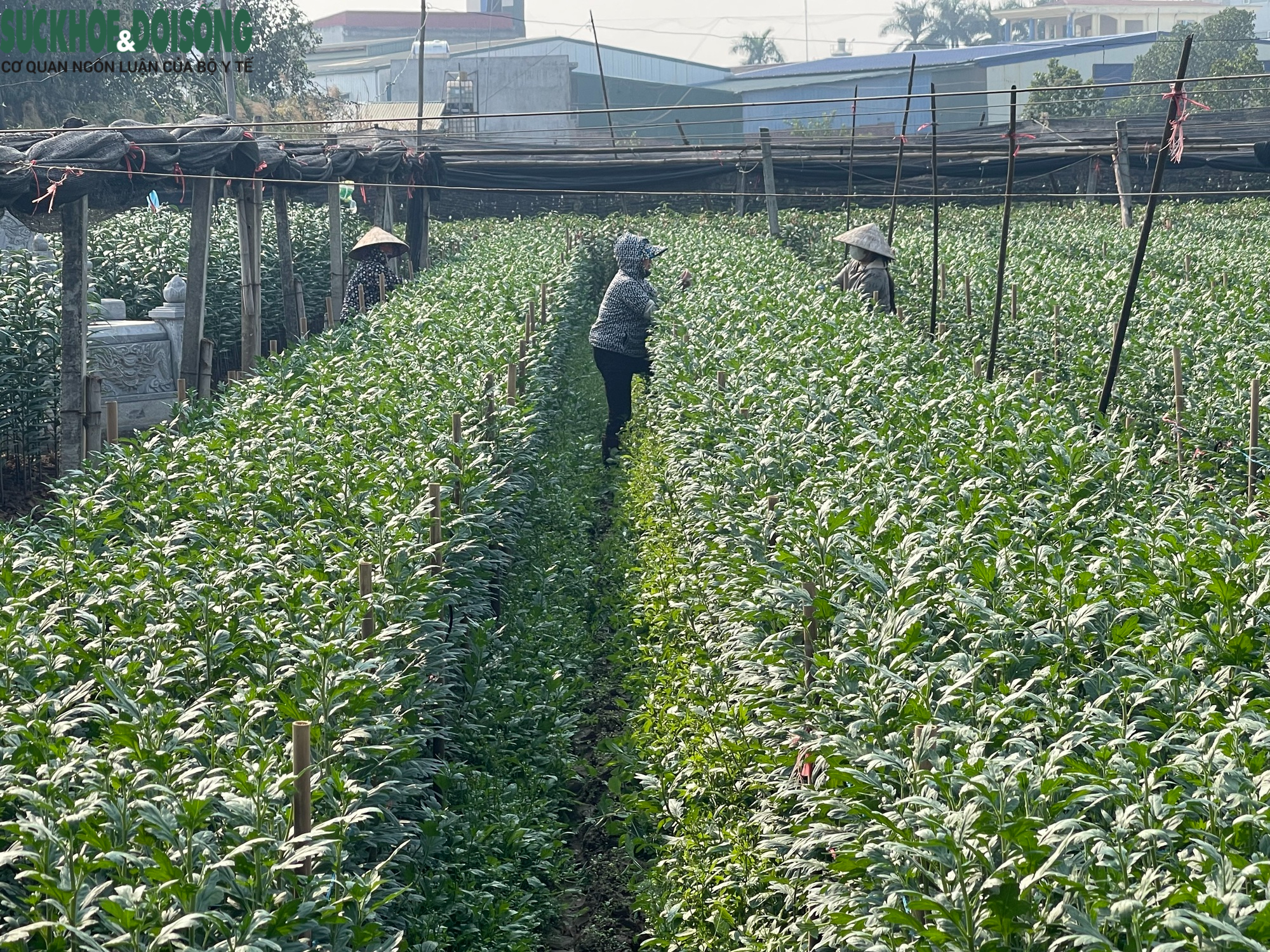 Hà Nội: Làng hoa Tây Tựu tất bật cho vụ Tết, thấp thỏm chờ 'trời thương'- Ảnh 1.