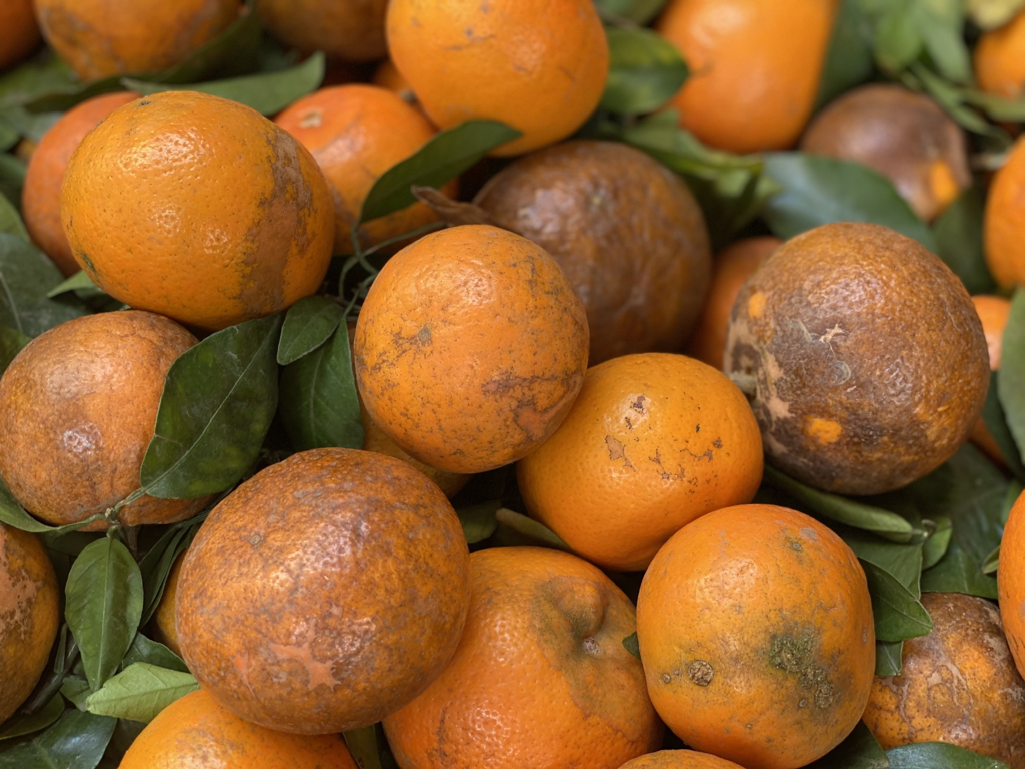 Quýt sim ngọt lịm giá rẻ đổ bộ chợ Việt, người tiêu dùng thi nhau đặt số lượng lớn về dùng dần- Ảnh 3.