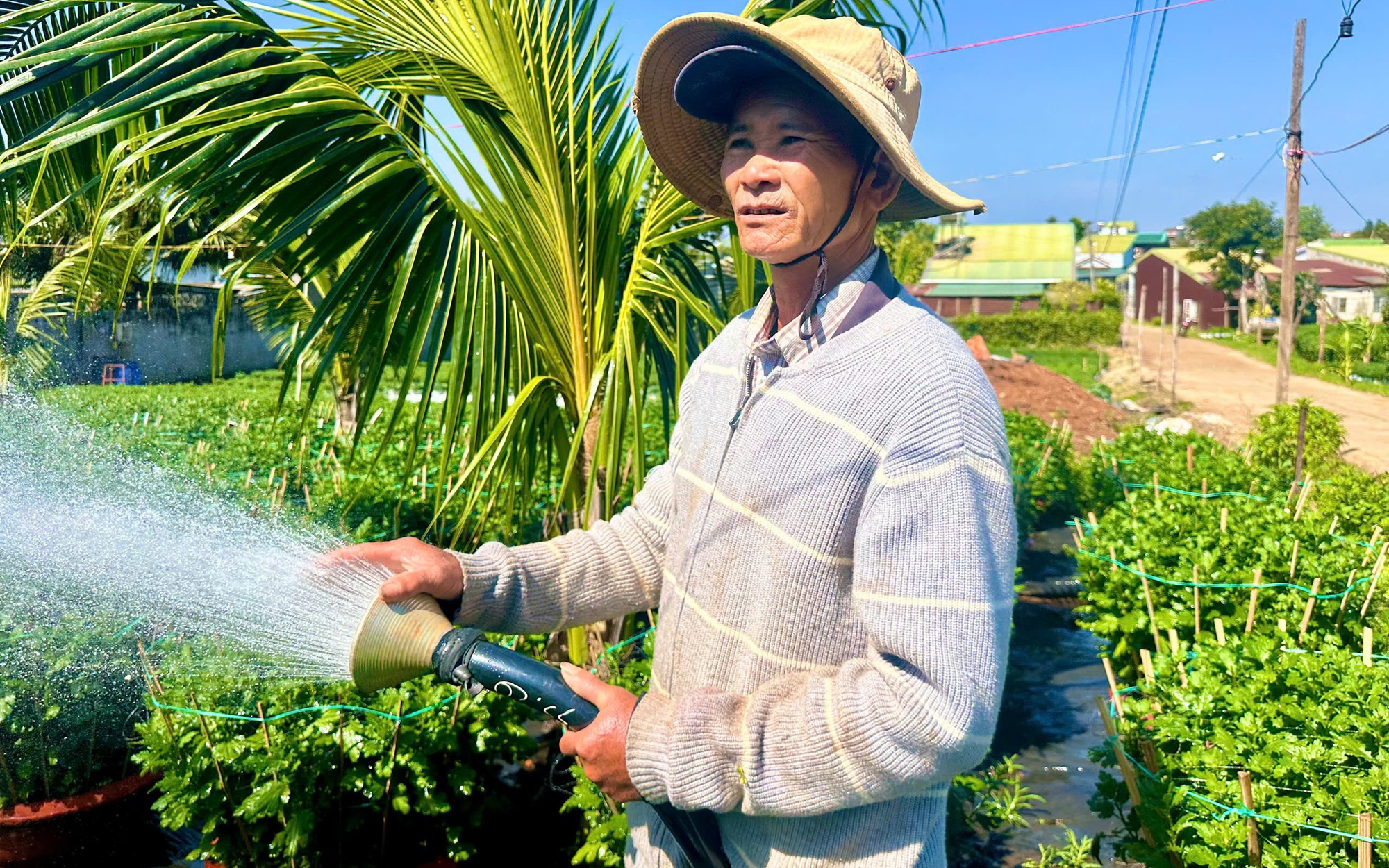 Hà Nội: Làng hoa Tây Tựu tất bật cho vụ Tết, thấp thỏm chờ 'trời thương'- Ảnh 4.