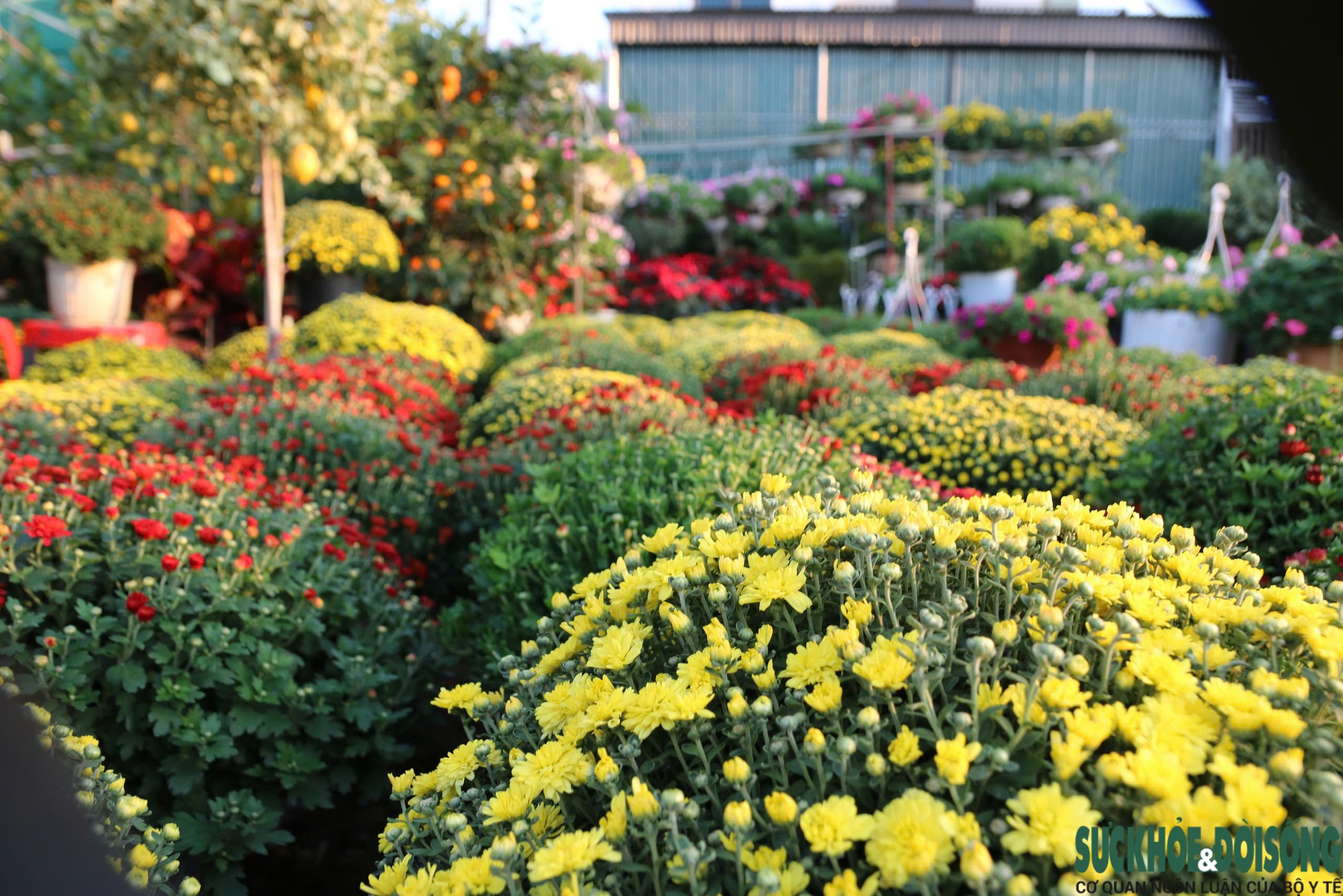 Hoa, cây cảnh tấp nập ven quốc lộ Nghệ An chờ người mua- Ảnh 1.