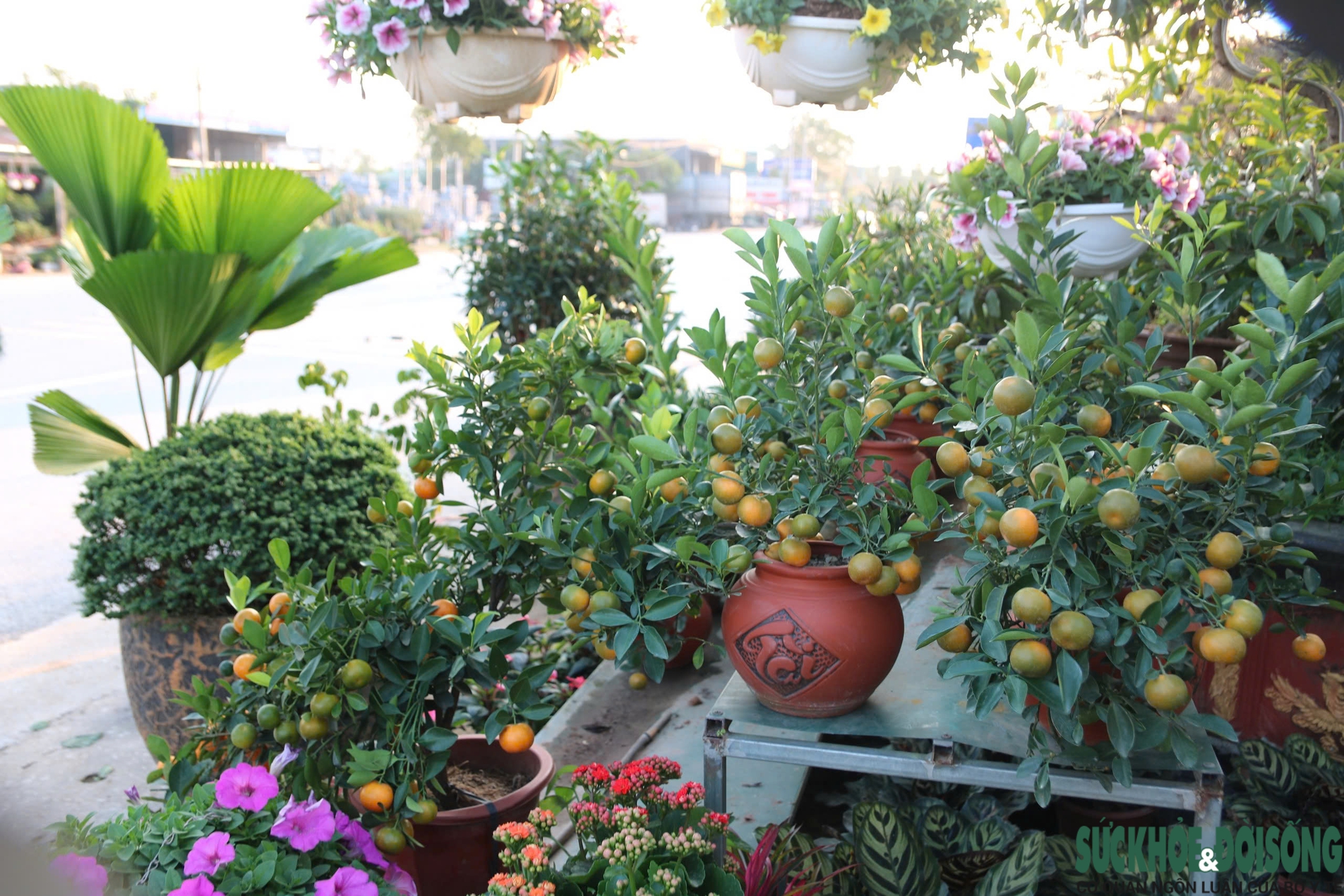 Hoa, cây cảnh tấp nập ven quốc lộ Nghệ An chờ người mua- Ảnh 2.