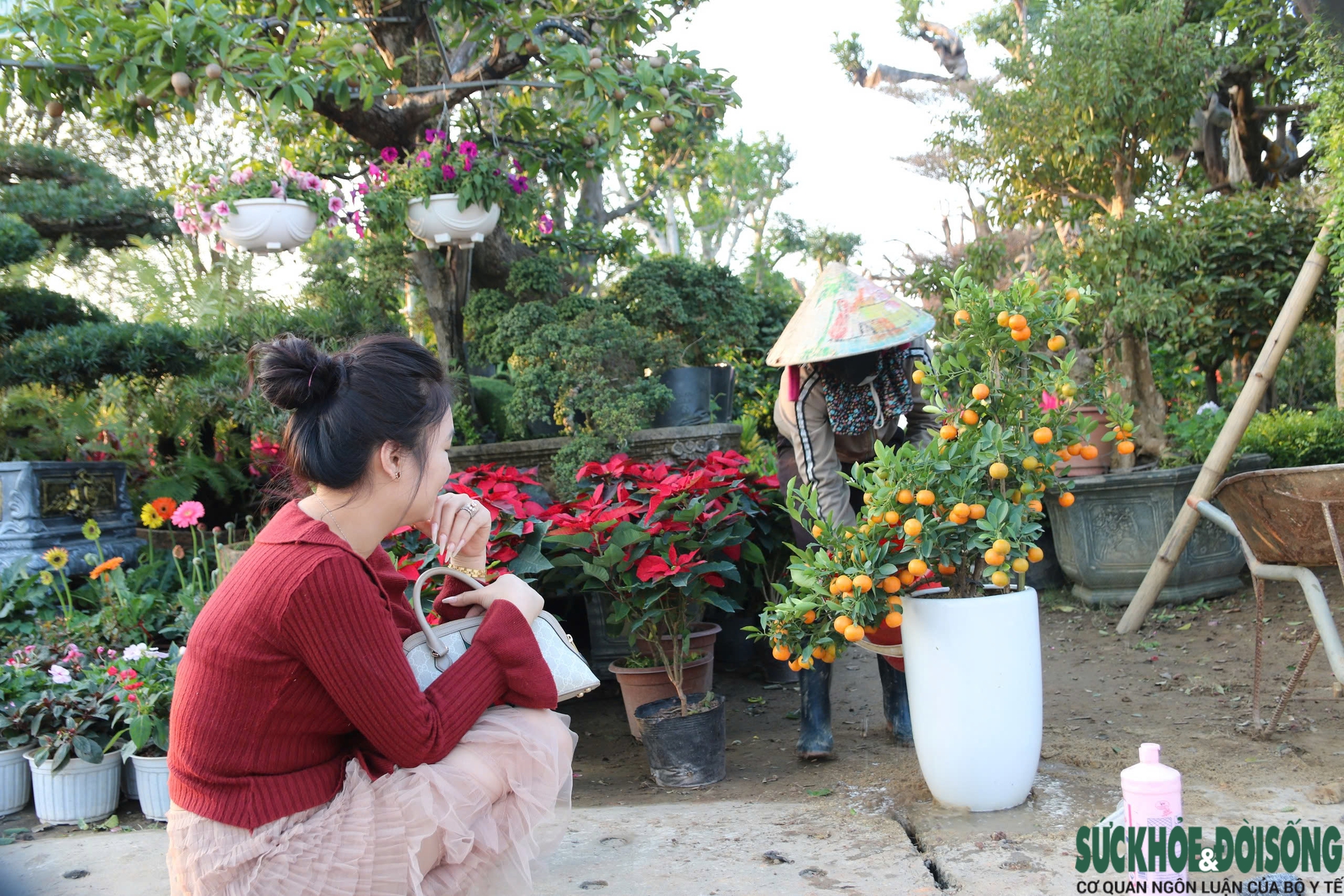 Hoa, cây cảnh tấp nập ven quốc lộ Nghệ An chờ người mua- Ảnh 4.