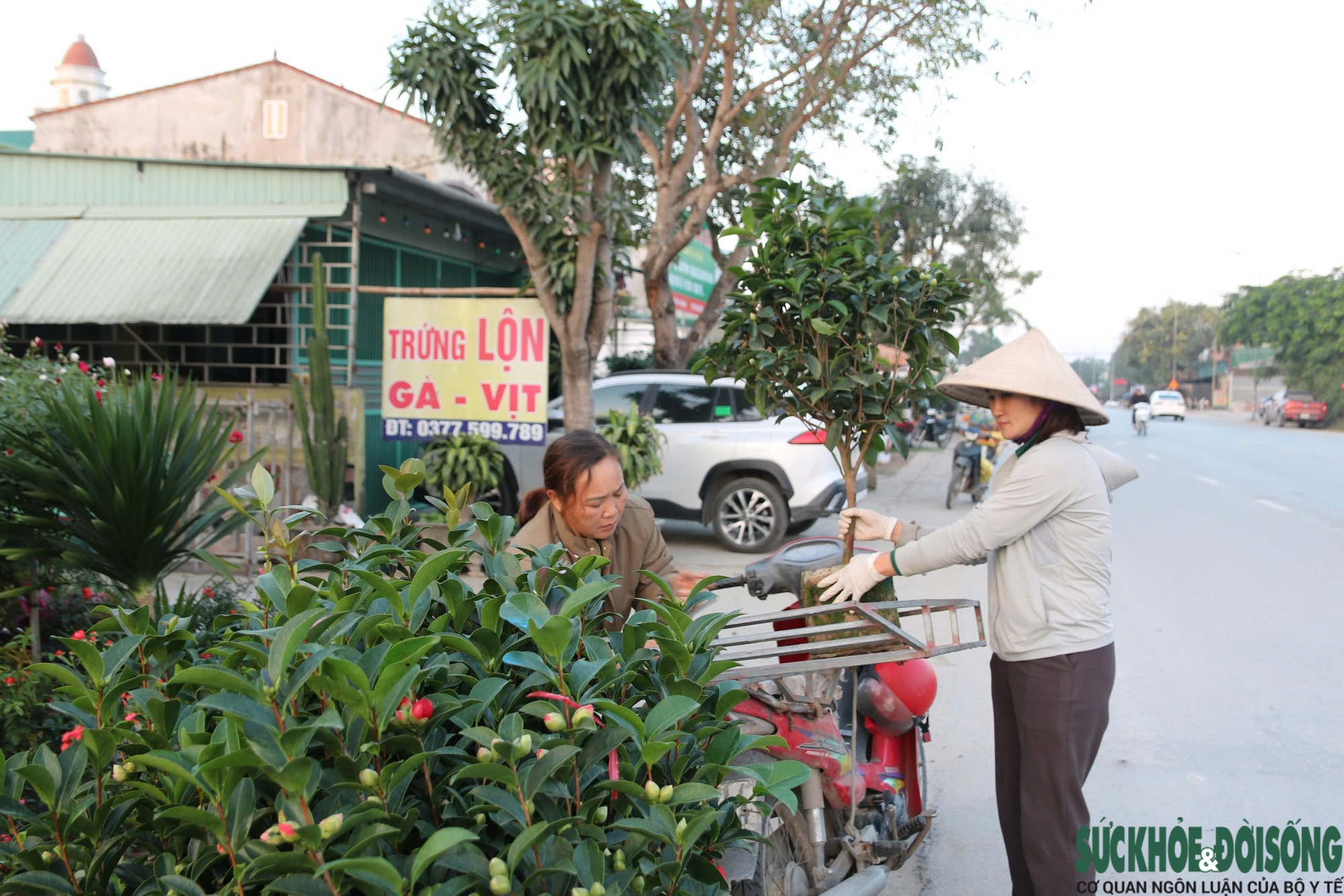 Hoa, cây cảnh tấp nập ven quốc lộ Nghệ An chờ người mua- Ảnh 5.