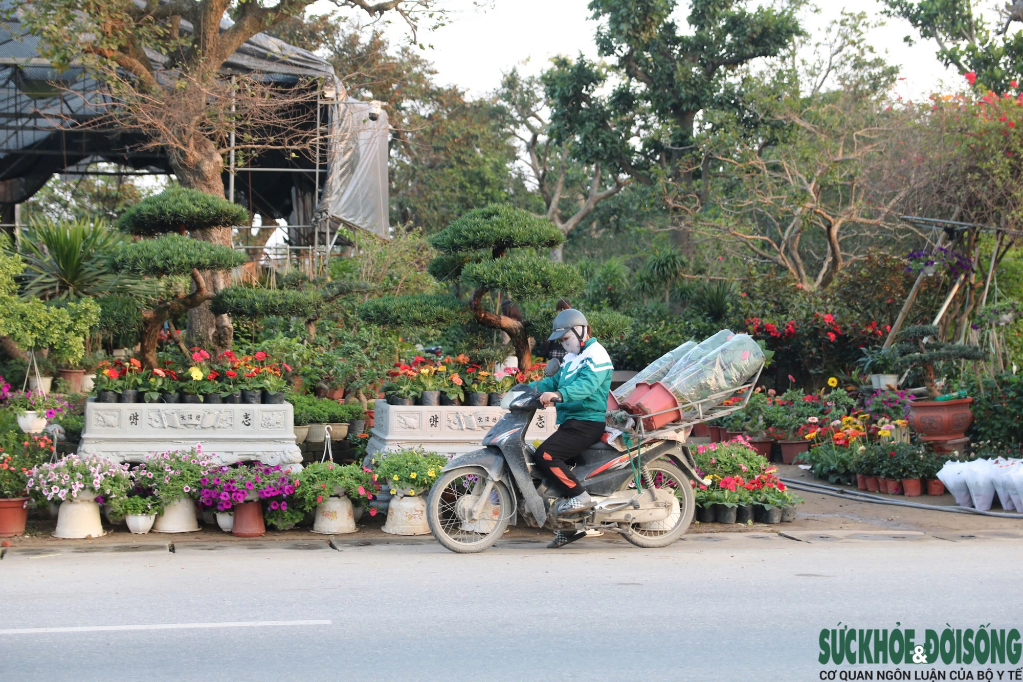 Hoa, cây cảnh tấp nập ven quốc lộ Nghệ An chờ người mua- Ảnh 6.